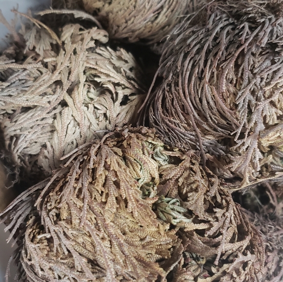 Rose Of Jericho - Picture 5 of 8